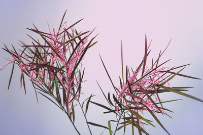 Low angle view of pink flowers against clear sky