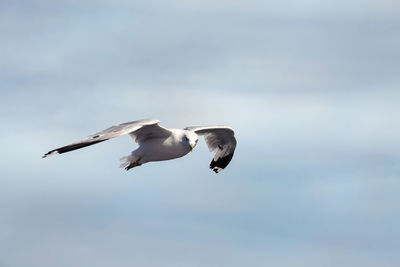 Low angle view of seagull flying