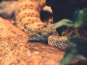 Close-up of lizard on rock