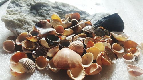 High angle view of shells on table