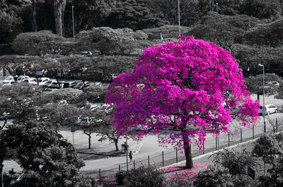 Flowering tree in park