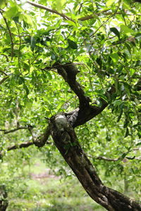 Low angle view of tree