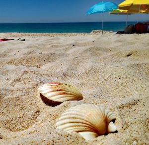 Seashells on beach against sky