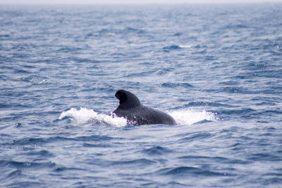 Dolphin swimming in sea