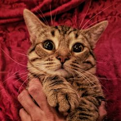 Close-up portrait of tabby cat