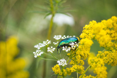 Close-up of butterfly pollinating on yellow flower