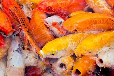 Close-up of fish swimming in sea