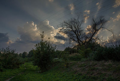 Trees on landscape against sky