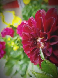 Close-up of pink flowering plant