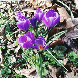 Close-up of purple crocus blooming outdoors