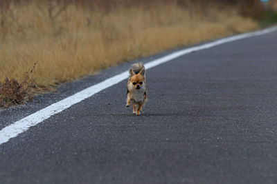 Dog running on road in city