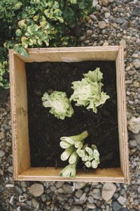 High angle view of potted plant