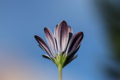 Close-up of purple flowering plant against sky