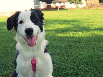 Close-up portrait of dog sticking out tongue on grass