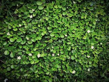 Full frame shot of fresh green plants