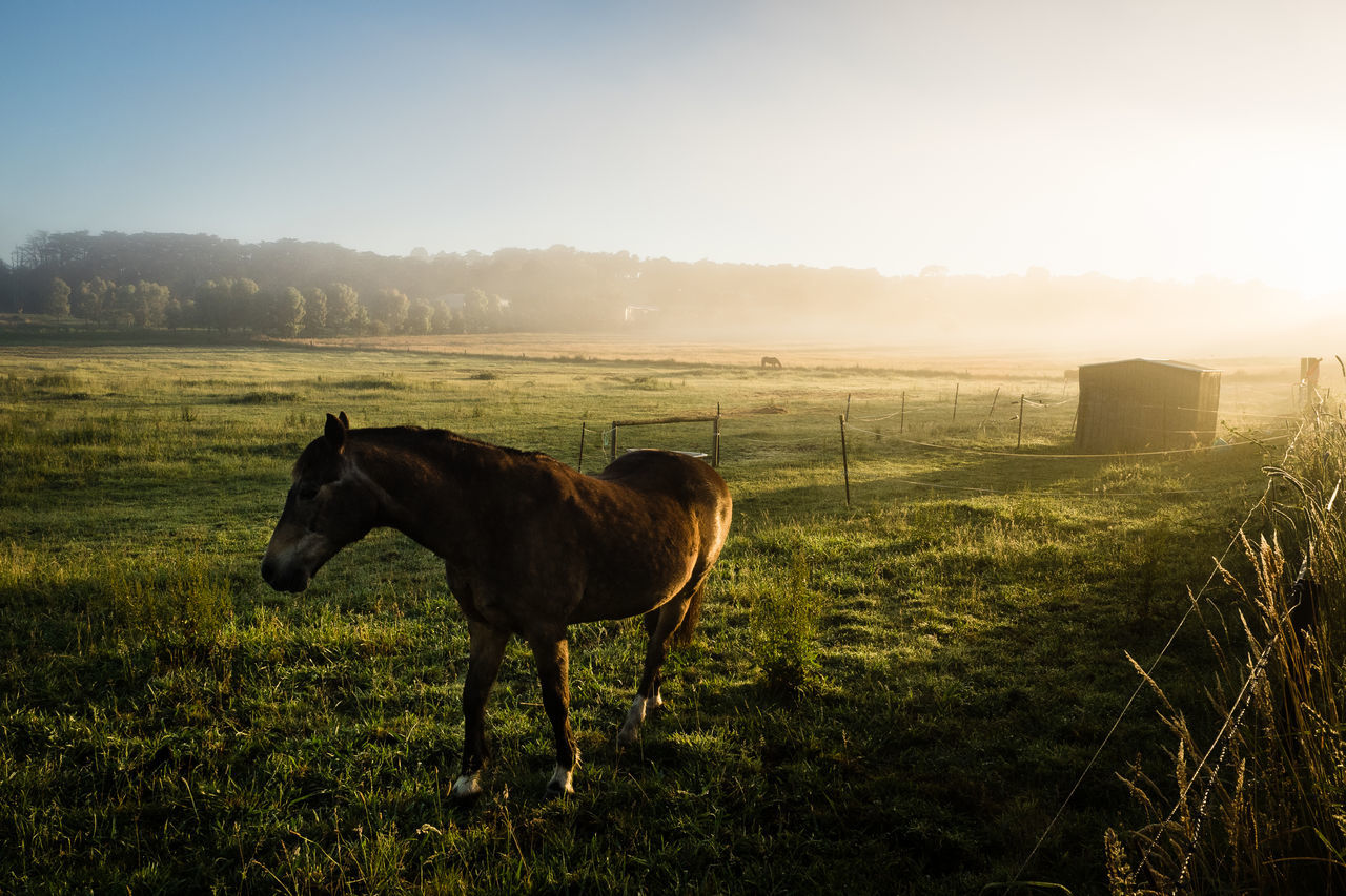 horse, animal, mammal, animal themes, domestic animals, morning, landscape, grass, sky, nature, livestock, field, environment, pasture, plant, land, animal wildlife, pet, agriculture, rural scene, rural area, one animal, natural environment, no people, sunlight, fog, meadow, beauty in nature, prairie, plain, outdoors, tranquility, sun, farm, standing, back lit, working animal, scenics - nature, stallion, twilight, grassland, mare, tranquil scene, grazing, day