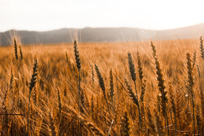 View of wheat field against sky