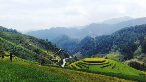 Scenic view of agricultural field against sky