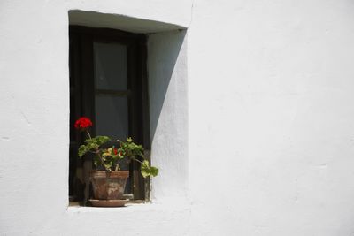 Potted plant on window of building