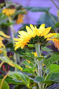 Close-up of yellow flower blooming outdoors
