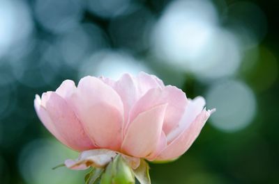 Close-up of pink flower