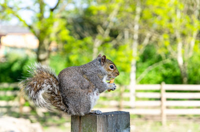 Close-up of squirrel on wooden post