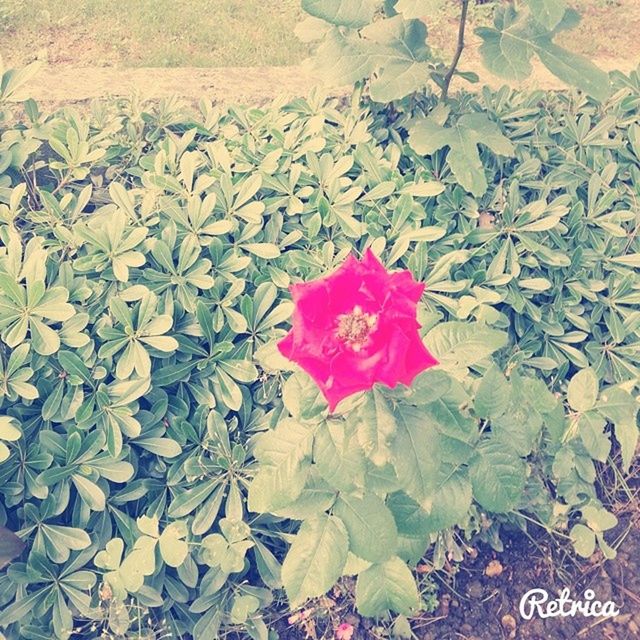 high angle view, leaf, flower, red, pink color, petal, autumn, nature, fragility, day, dry, close-up, outdoors, fallen, no people, beauty in nature, field, plant, season, change