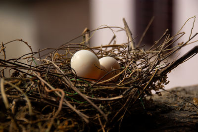 Close-up of eggs on hay