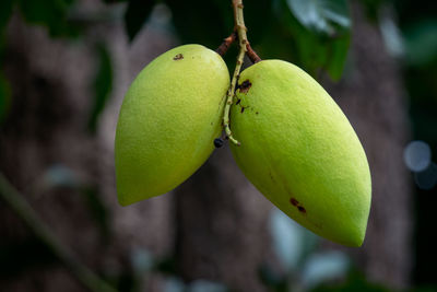 Close-up of green fruit on tree