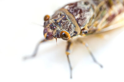 Close-up of insect on white background