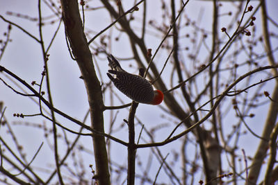 Low angle view of bird perching on branch