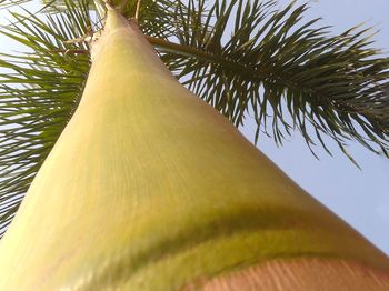 Low angle view of palm tree against sky