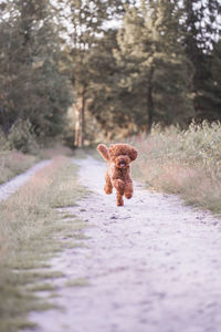 Dog running on road