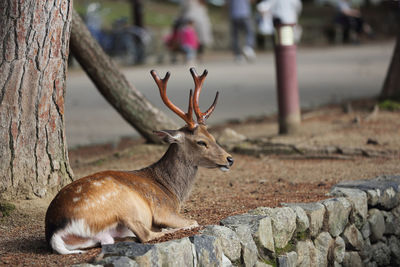 Deer on a land