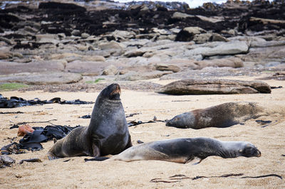 Sea lions relaxing on sand at beach