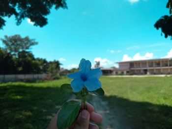 Close-up of hand holding flowering plant against blue sky