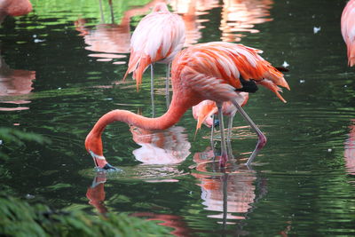 Flamingos in a lake