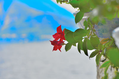 Close-up of red flower blooming against sky