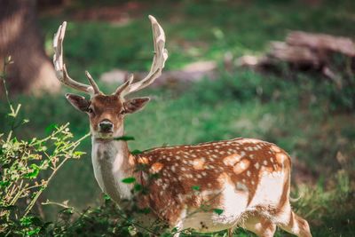 Close-up portrait of deer