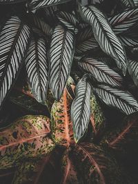 Close-up of palm tree leaves aglonema with calathea ornata