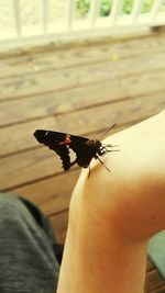 Close-up of insect on hand