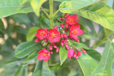 Close-up of red flowering plant