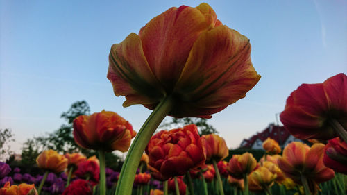 Close-up of red tulips