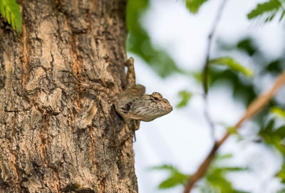 Close-up of a chameleon on a tree trunk.