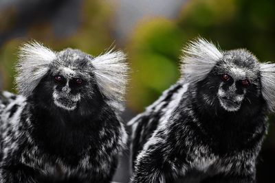 Close-up portrait of monkey