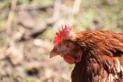 Close-up of rooster