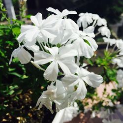 Close-up of white flower