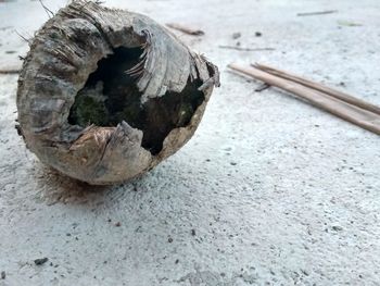 Close-up of shell on rock