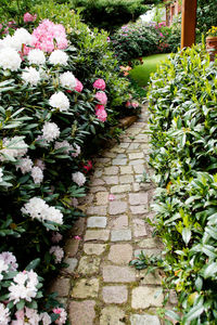 View of flowering plants in garden