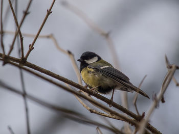 Close-up of bird perching on branch